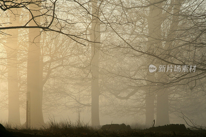 英国森林中的雾