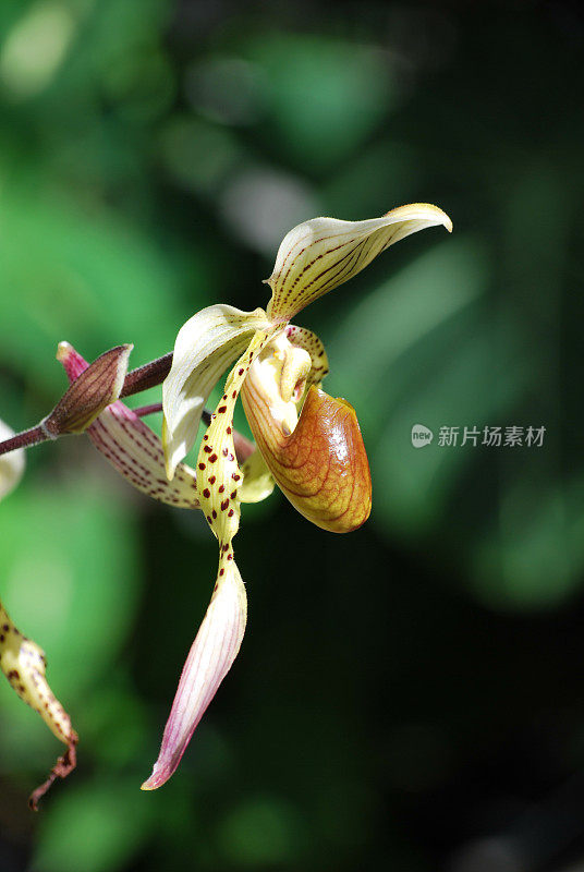 火奴鲁鲁花园的拖鞋兰花