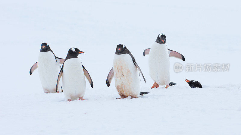 巴布亚企鹅在南极洲的雪地上行走