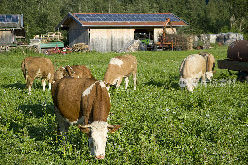 太阳能电池板之前的高山奶牛