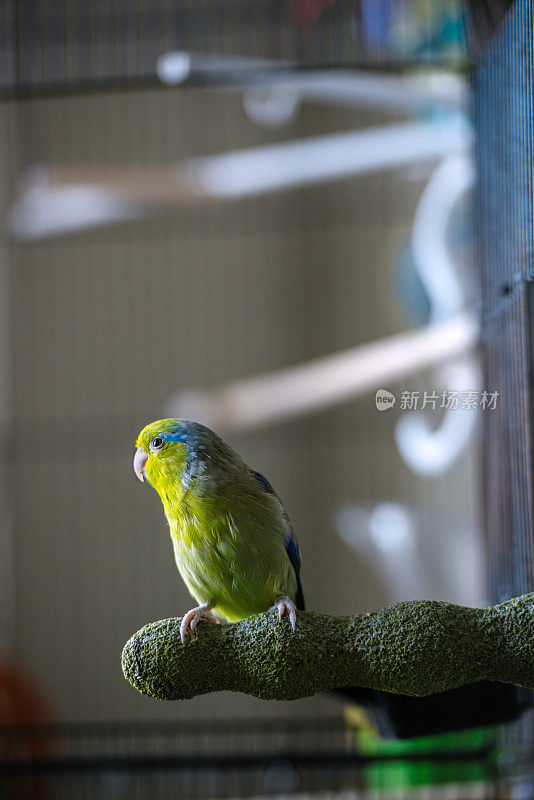 绿色Parrotlet