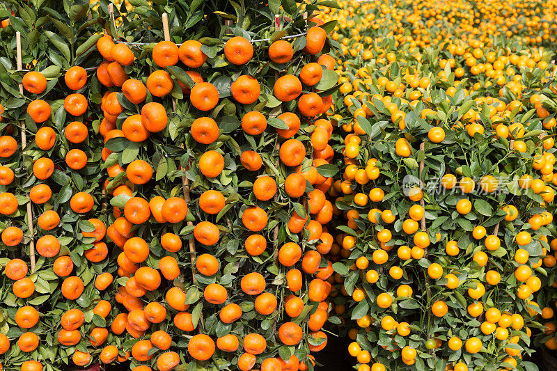 橘子的植物