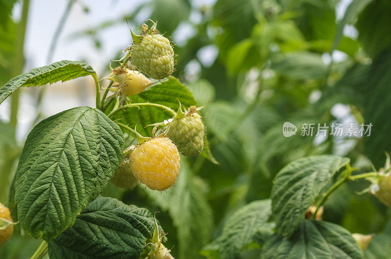 金色树莓在藤上成熟的特写