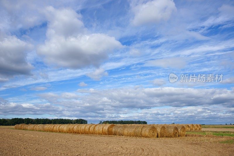 田间，收获后用又大又圆的稻草包犁地