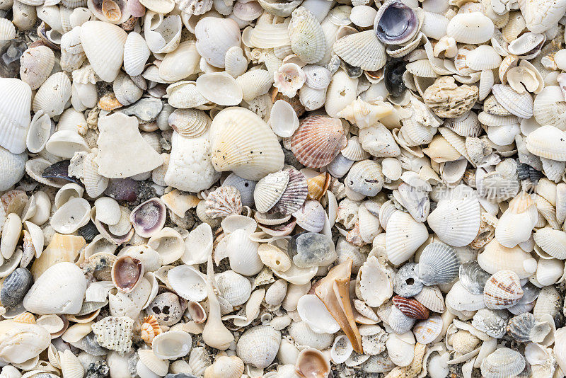 海滩上各种各样的贝壳