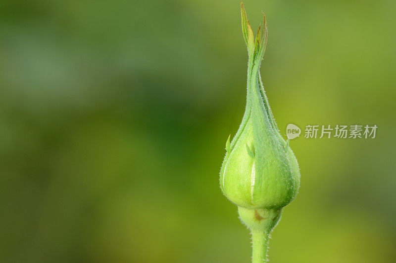 玫瑰花蕾特写