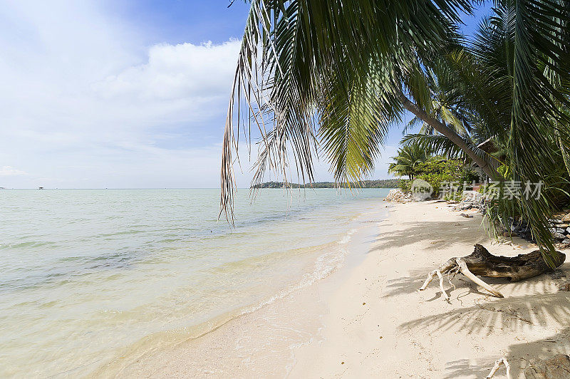 棕榈树和放松在海滩上，可帕颜，泰国