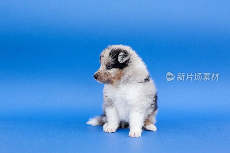 设得兰牧羊犬幼犬5周大，在蓝色背景上迈出第一步
