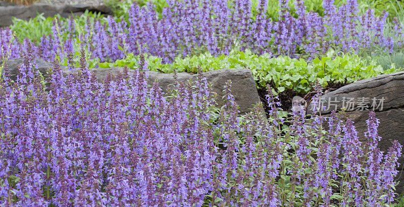 鼠尾草花