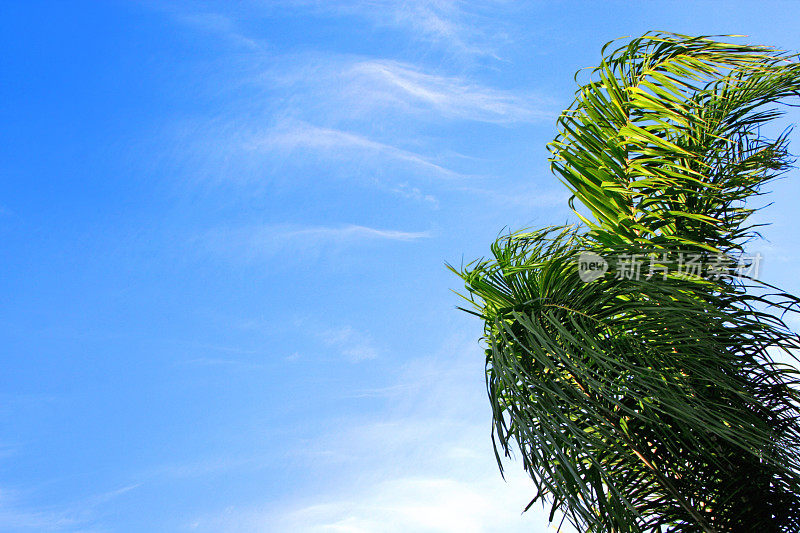 棕榈树顶在风中