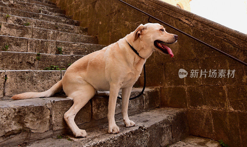 圣吉米尼亚诺的拉布拉多寻回犬