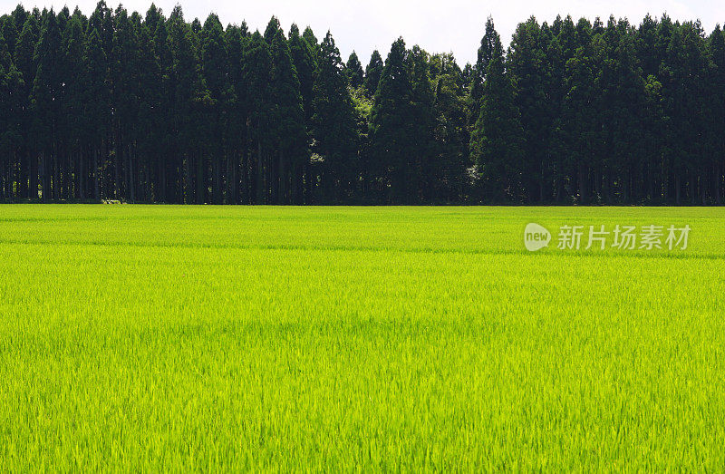 日本稻田