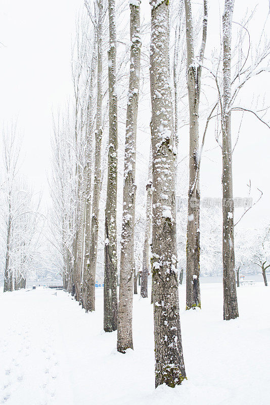 雪中的光秃秃的树