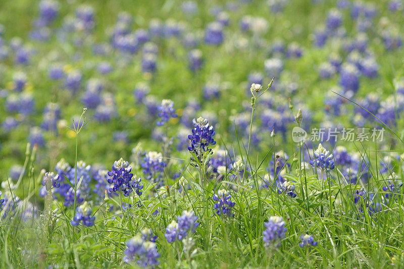 矢车菊领域