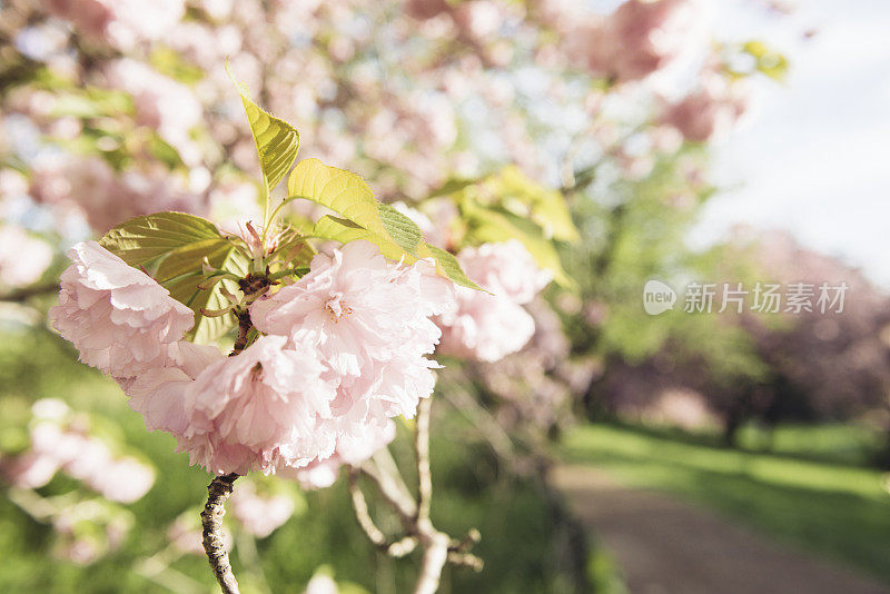 粉红色的春天樱花盛开的中央公园