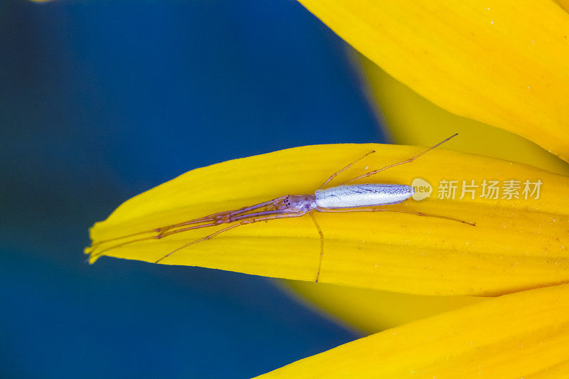 秋天的黄花和一个长长的白蜘蛛