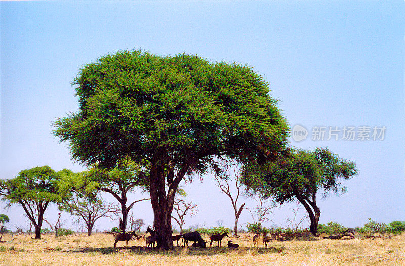 博茨瓦纳野生动物园:马鲁拉树下的动物