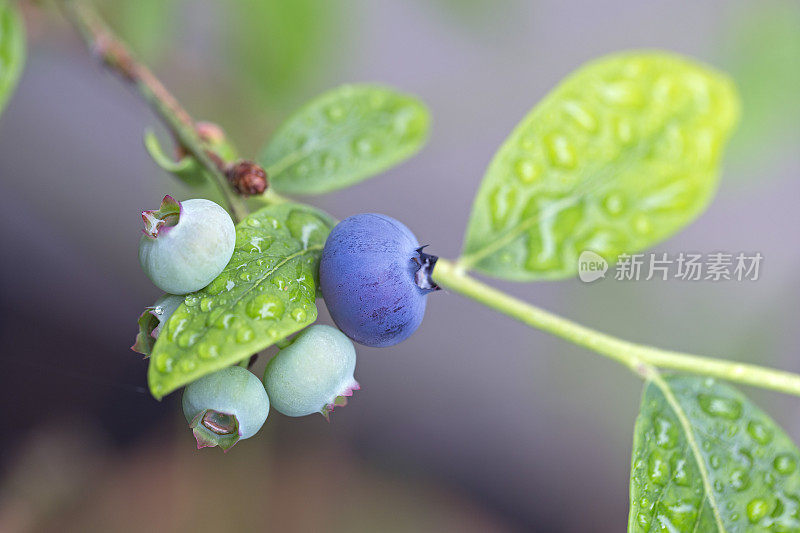 新鲜的蓝莓