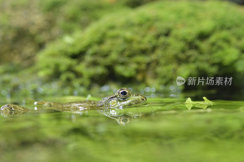 池塘里的青蛙
