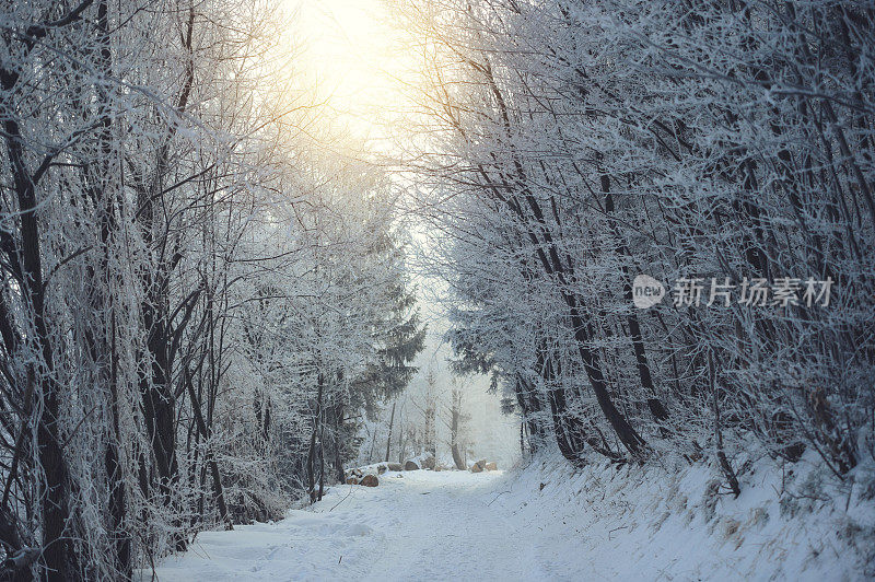 晨光照在森林小路上