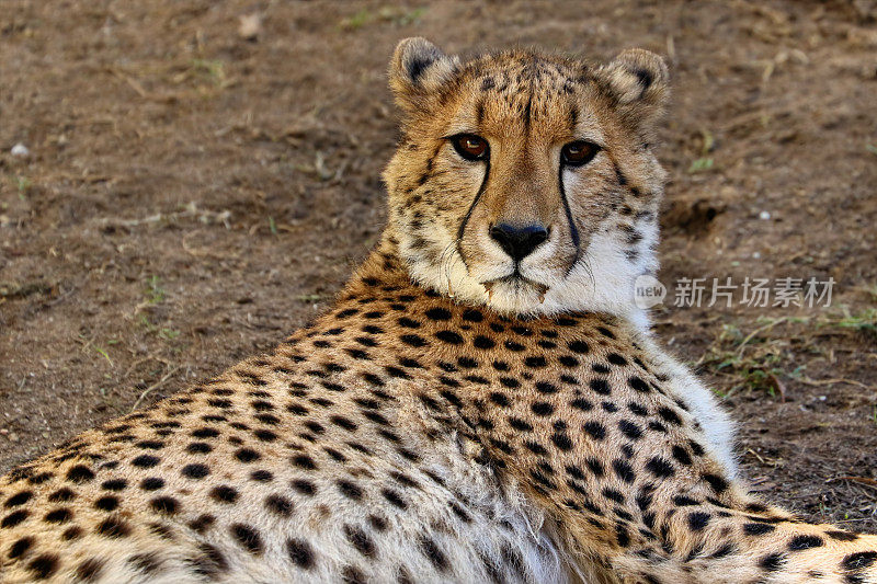 年轻的猎豹，南非