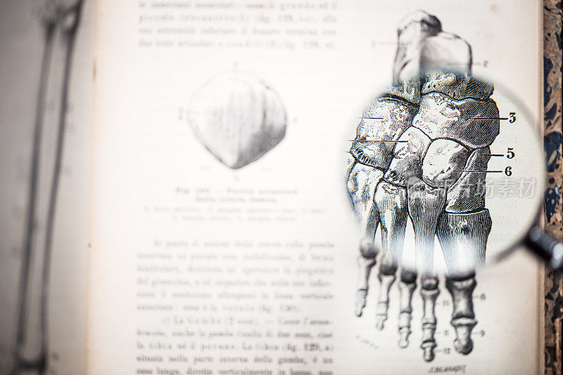 放大镜上的古董解剖学书:脚骨