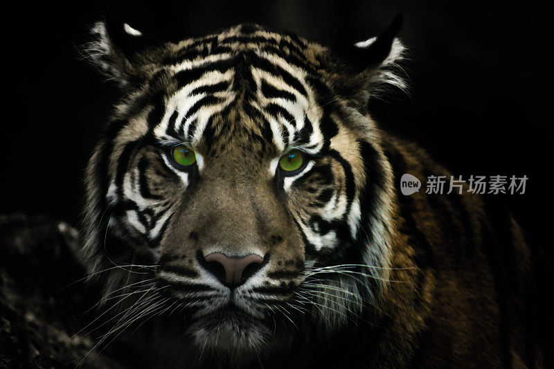 绿眼睛的老虎