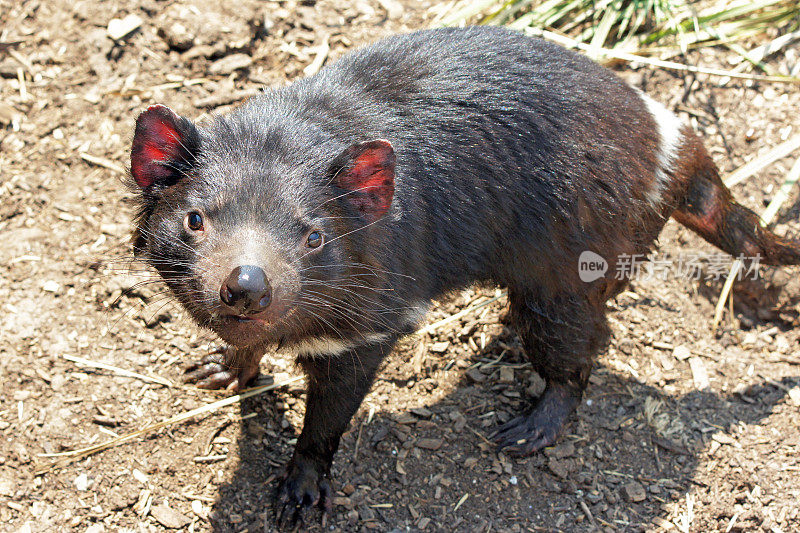 澳大利亚的塔斯马尼亚魔鬼袋獾