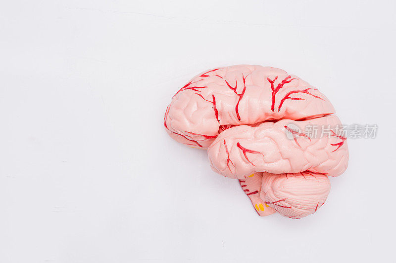 内脏假人的特写在白色的背景上。人体解剖学的模型。大脑解剖。