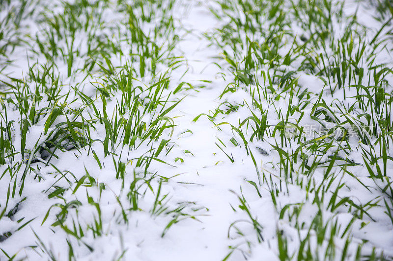 雪地里的冬小麦
