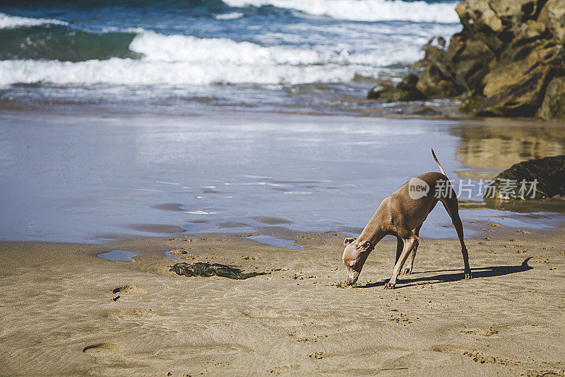 海滩上的意大利灰狗