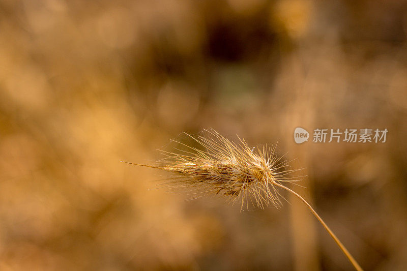 特写的一茎龙，狗尾巴，刚毛草温暖的金色秋天下午的光