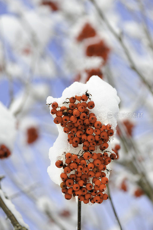 白雪覆盖着红玫瑰果