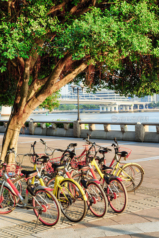 风景秀丽的公共租赁自行车旁的树在堤岸上
