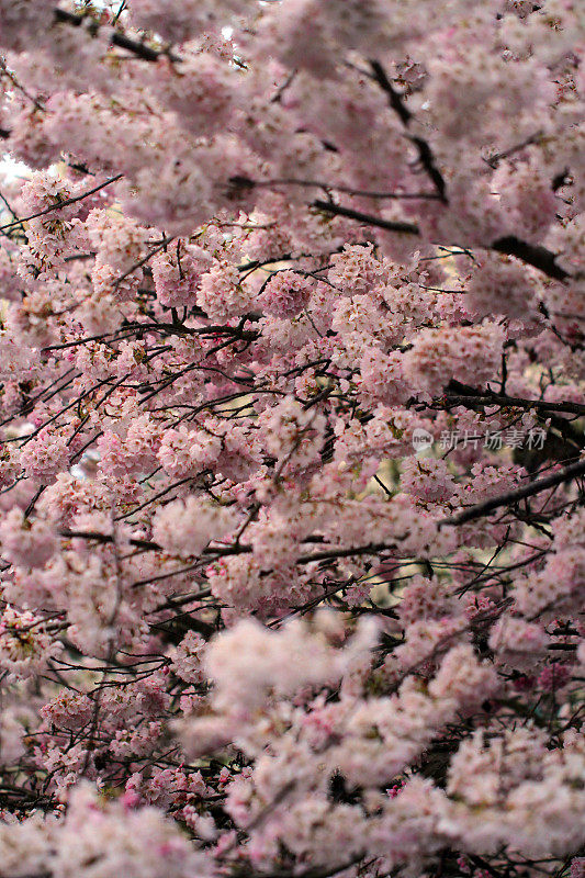 花路障