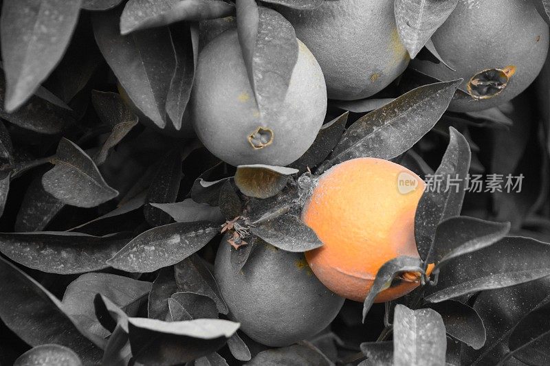 橘子树上的橘子