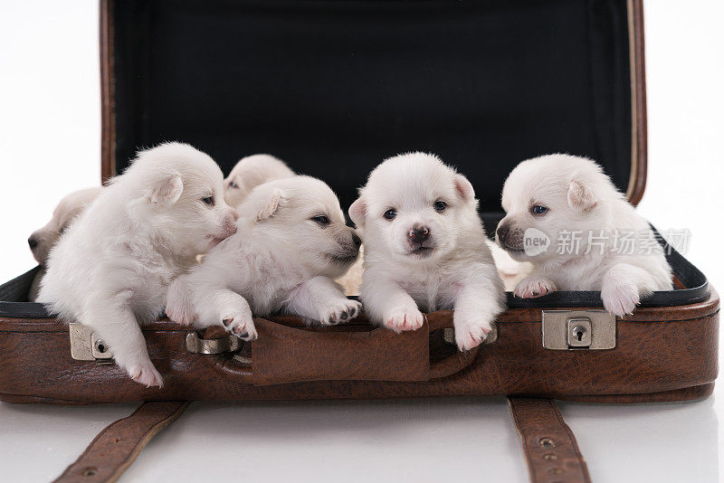 白色组幼犬英国博美犬