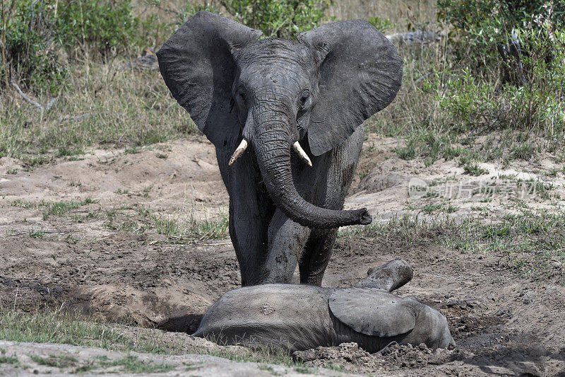 津巴布韦万基国家公园，一只小象在享受一个非常小的泥洞