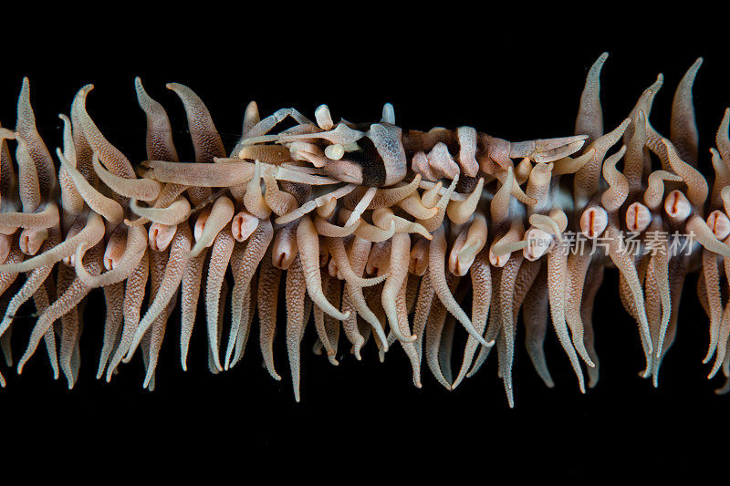 线珊瑚虾