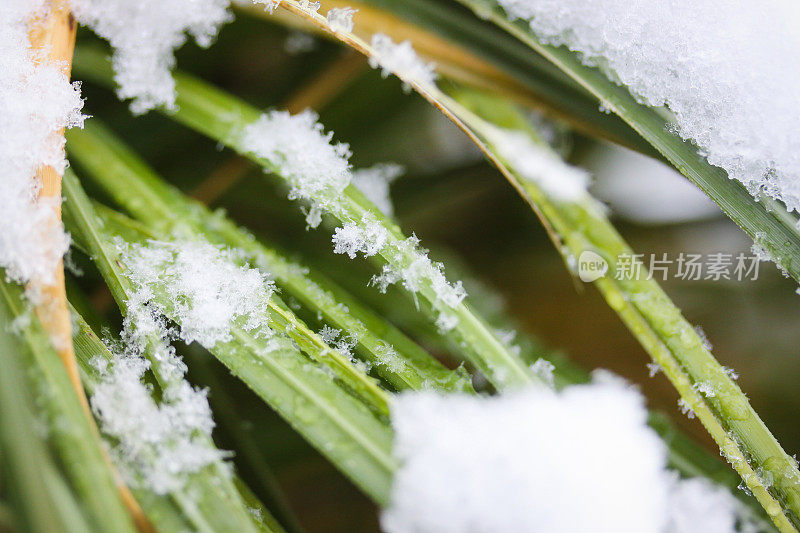 雪晶靠近植物