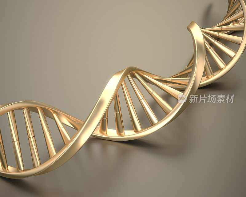 黄金DNA结构