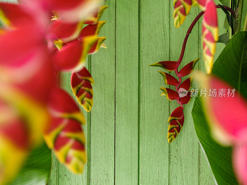 热带龙虾爪螺旋花与旧的绿色风化木板墙背景。