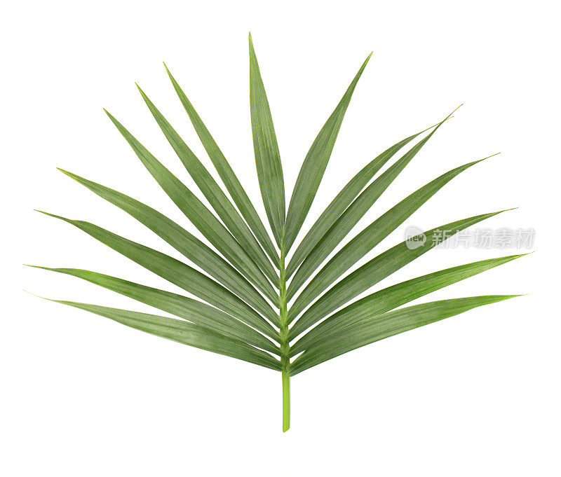 棕榈叶孤立在白色背景上。椰子树树枝的特写。绿色热带叶