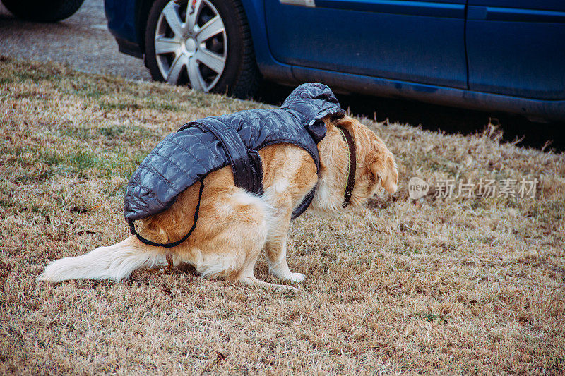 金毛猎犬的粪便