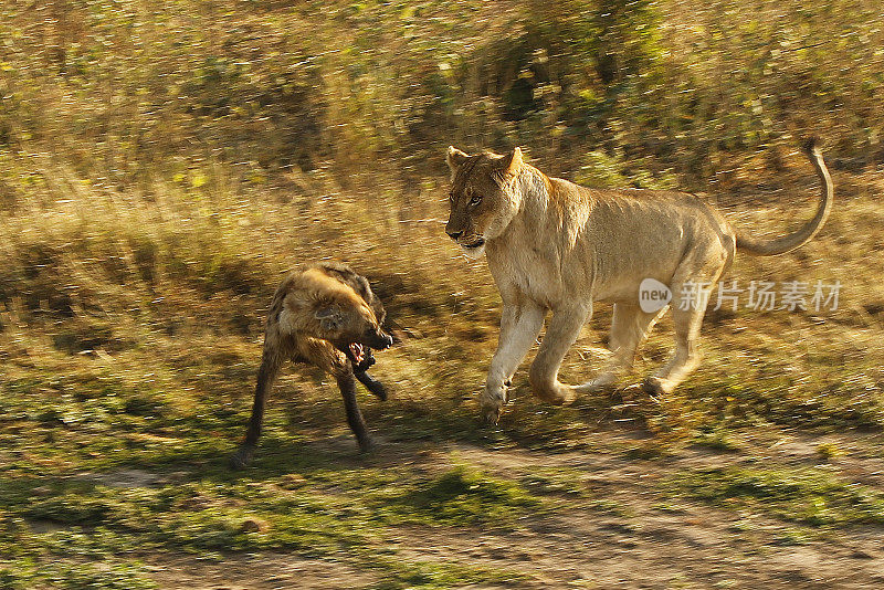 狮子追逐攻击斑点鬣狗野生动物非洲热带草原游猎克鲁格