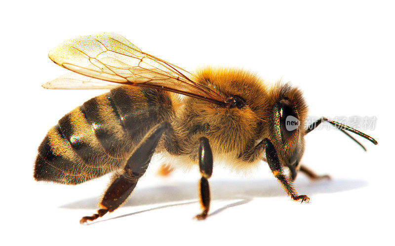 蜜蜂或蜜蜂的细节，意大利蜜蜂