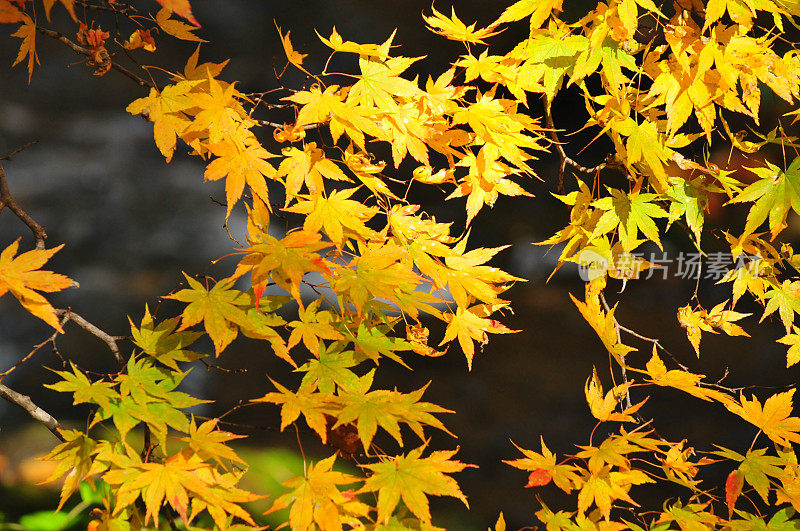 日本青森市秋天的磐濑山溪
