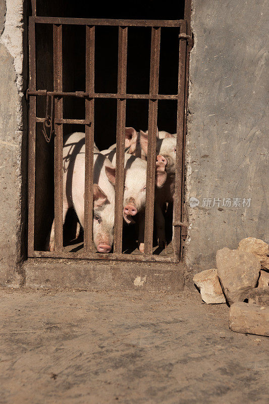 三只猪在铁窗后面伸着鼻子。