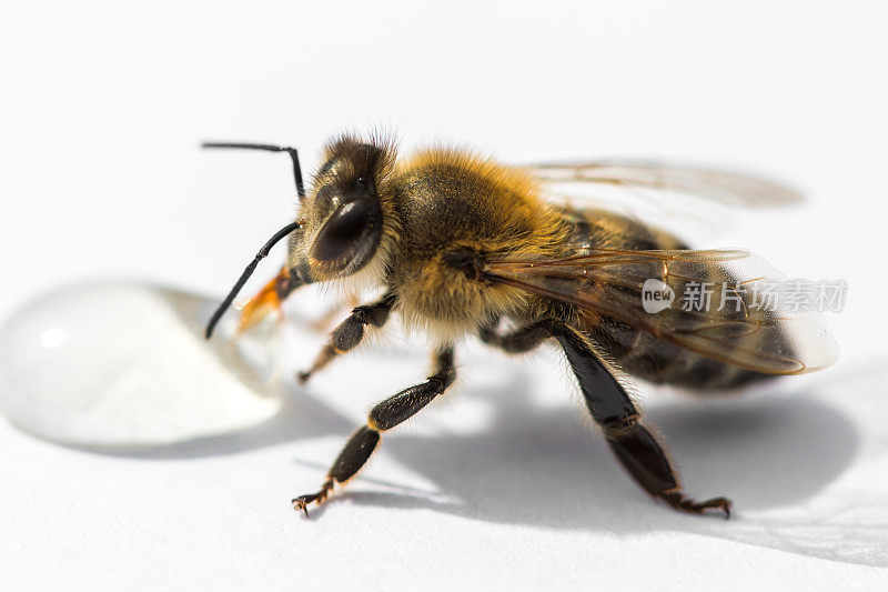 一只蜜蜂在一个轻的表面上喝一个蜂房的蜂蜜滴微距图像