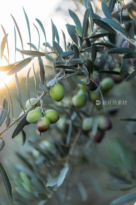 夕阳下的橄榄树